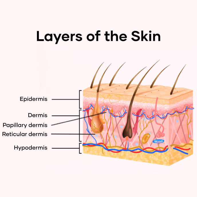 Skin boosters in Bali - Layers of the skin
