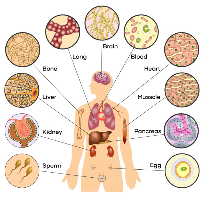 What are stem cells?